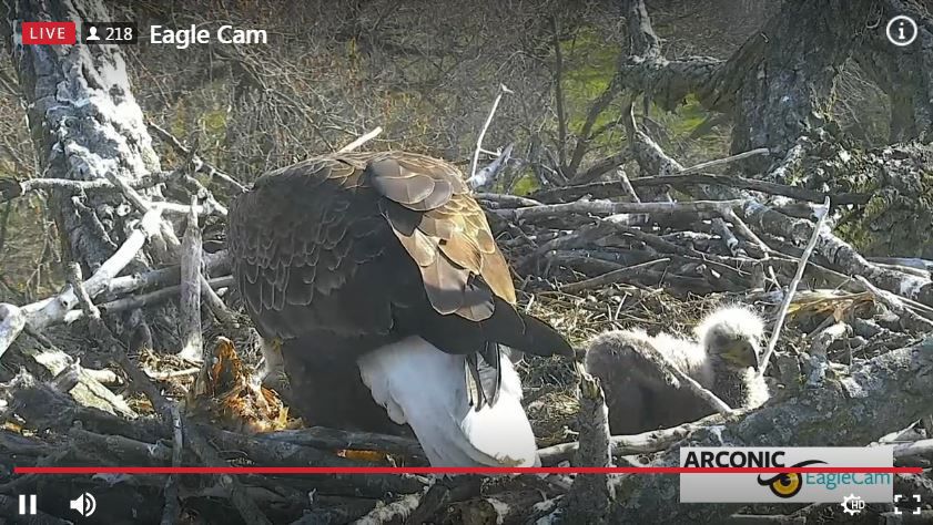 name the eaglets